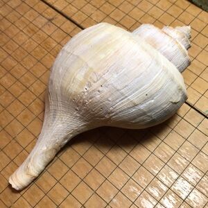 Channel Whelk Shell 6.75”Lx4”Wx3”H 3.9oz EUC Cream White Grey Atlantic